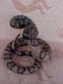 Texas Rattle Snake D1272