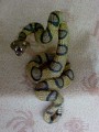 Texas Rattle Snake D2238