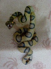 Texas Rattle Snake D2238