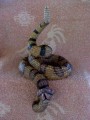Texas Rattle Snake D2238A