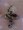 Texas Rattle Snake D2238A